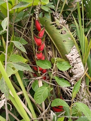 Heliconia bihai