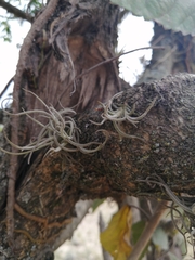 Tillandsia recurvata