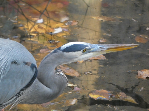 Great Blue Heron photographed in Maryland