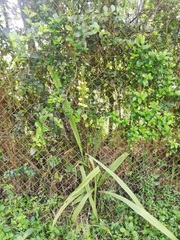 Eulophia streptopetala
