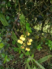 Eulophia streptopetala