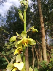 Eulophia streptopetala