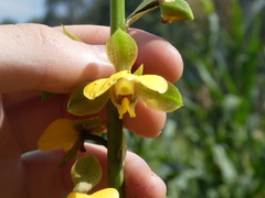 Eulophia streptopetala