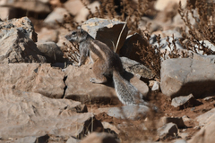 Atlantoxerus getulus