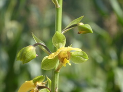 Eulophia streptopetala
