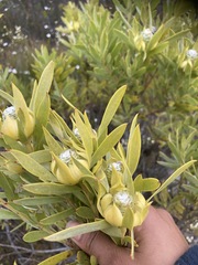 Leucadendron meridianum