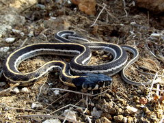 Thamnophis cyrtopsis cyrtopsis