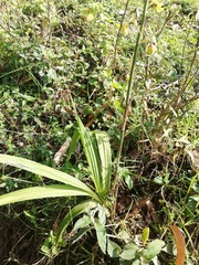 Eulophia streptopetala