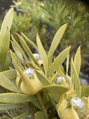 Leucadendron meridianum