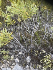 Leucadendron meridianum