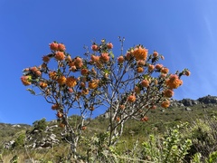 Liparia splendens splendens