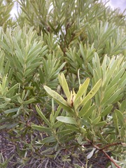 Leucadendron meridianum