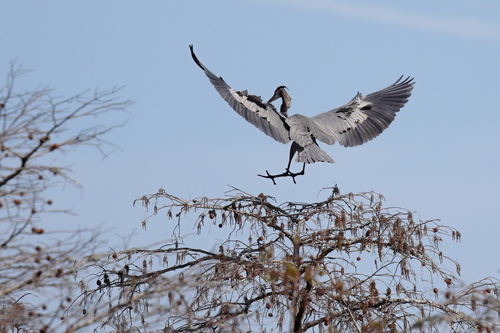 Great Blue Heron photographed in Mississippi