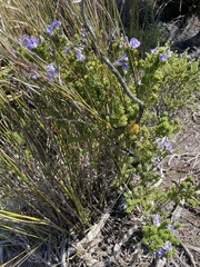 Psoralea aculeata