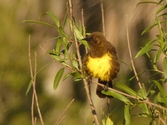 Pseudoleistes virescens