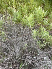 Leucadendron meridianum