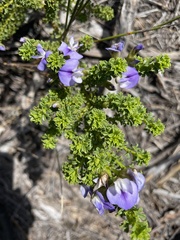 Psoralea aculeata