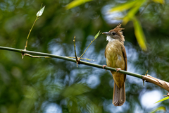 Alophoixus ochraceus