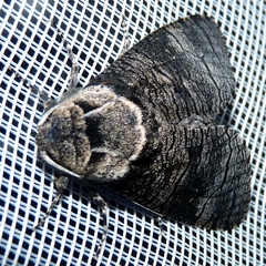 Acossus terebra
