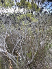 Leucadendron meridianum