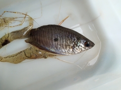 Trichopodus trichopterus