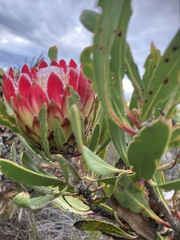 Protea obtusifolia