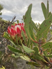 Protea obtusifolia