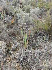 Watsonia marginata