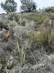 Watsonia marginata