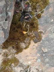 Ornithogalum rupestre