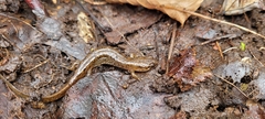 Desmognathus planiceps