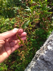 Muehlenbeckia sagittifolia