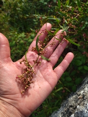 Muehlenbeckia sagittifolia