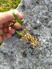 Muehlenbeckia sagittifolia