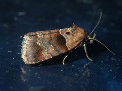Cretonia forficula