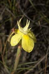 Moraea bituminosa