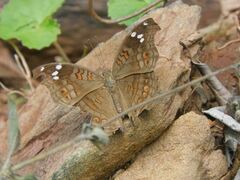 Junonia natalica natalica