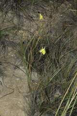 Moraea bituminosa