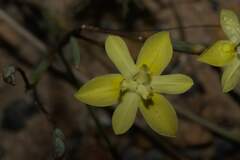 Moraea bituminosa