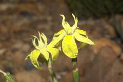 Moraea bituminosa