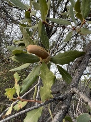 Quercus engelmannii