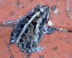 Incilius mazatlanensis
