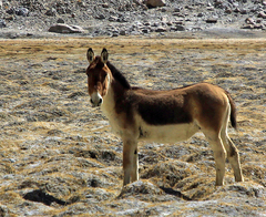 Equus kiang
