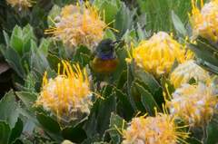 Anthobaphes violacea