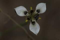 Moraea unguiculata