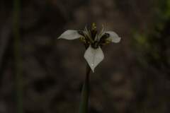 Moraea unguiculata