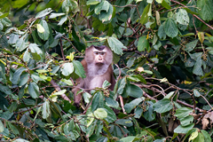 Macaca leonina