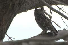 Bubo africanus africanus