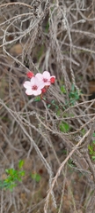 Adenandra