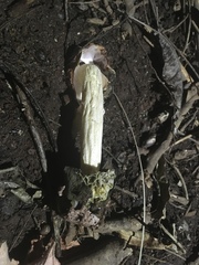 Phallus hadriani